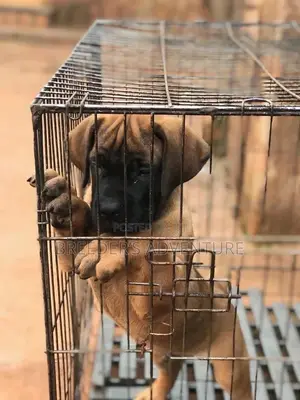 1-3 Month Male Purebred Boerboel