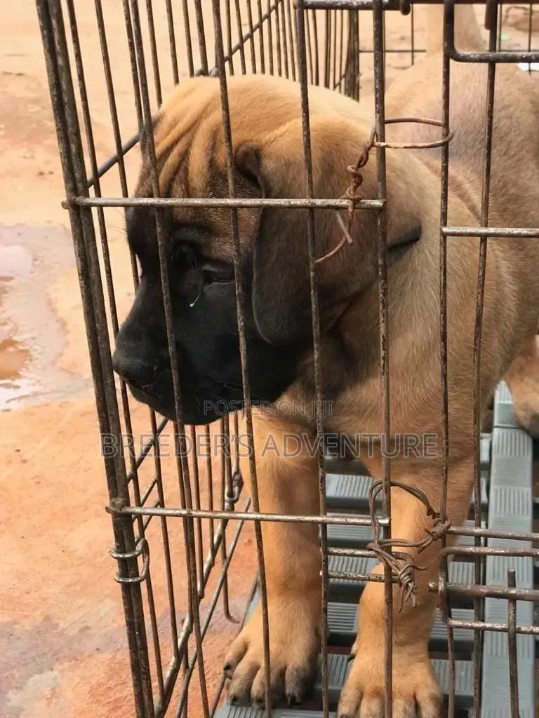 1-3 Month Male Purebred Boerboel
