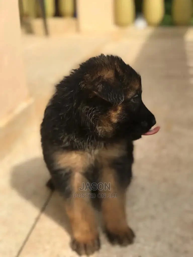 1-3 Month Male Purebred German Shepherd