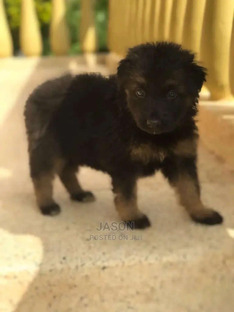 1-3 Month Male Purebred German Shepherd