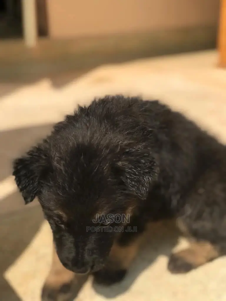 1-3 Month Male Purebred German Shepherd