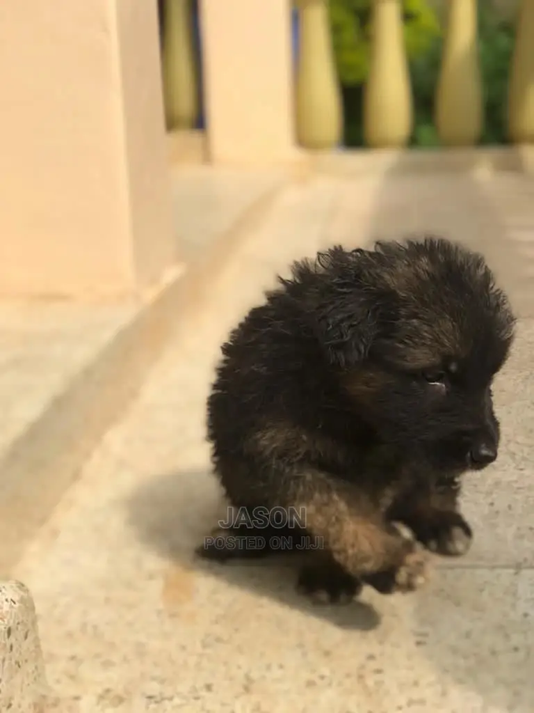 1-3 Month Male Purebred German Shepherd