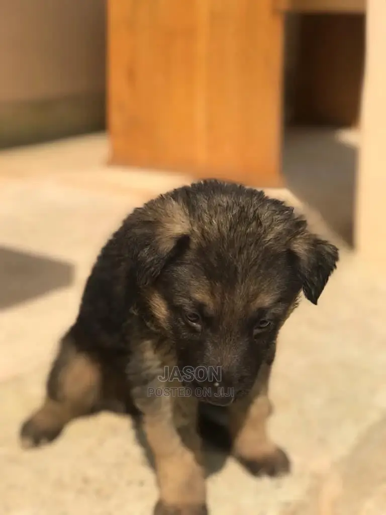 1-3 Month Male Purebred German Shepherd