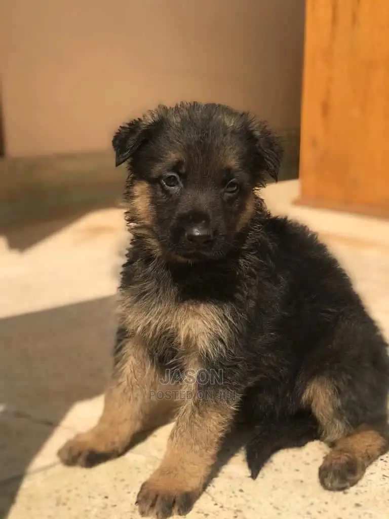 1-3 Month Male Purebred German Shepherd