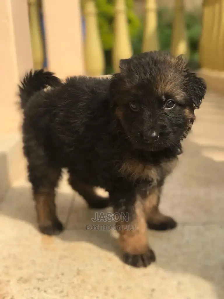 1-3 Month Male Purebred German Shepherd