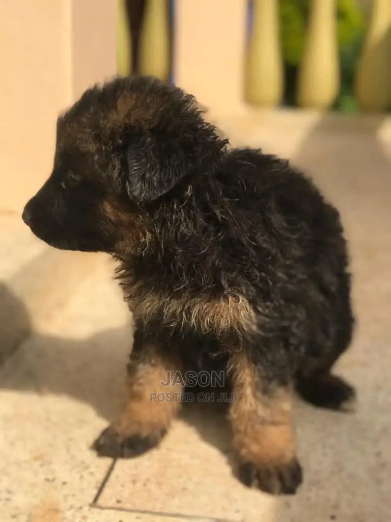 1-3 Month Male Purebred German Shepherd