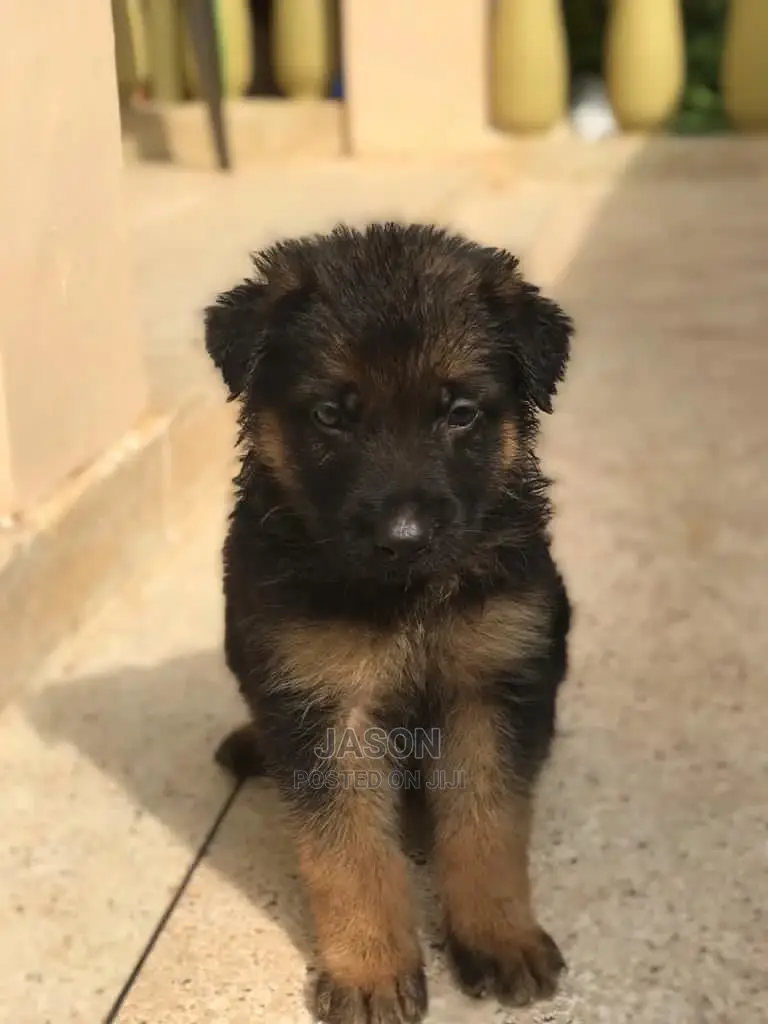 1-3 Month Male Purebred German Shepherd
