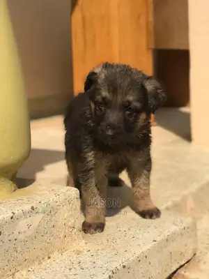1-3 Month Male Purebred German Shepherd