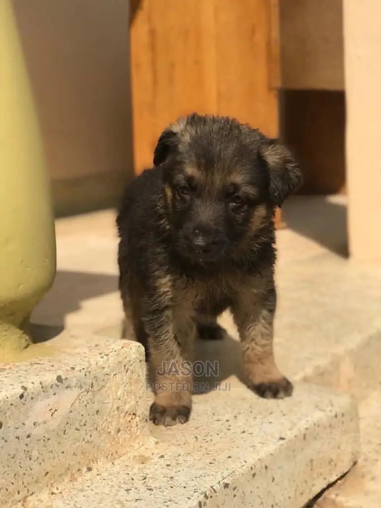 1-3 Month Male Purebred German Shepherd