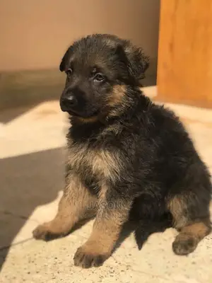 1-3 Month Male Purebred German Shepherd