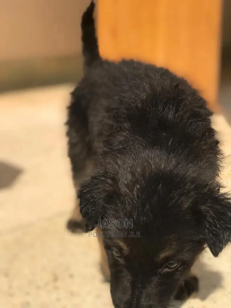 1-3 Month Male Purebred German Shepherd