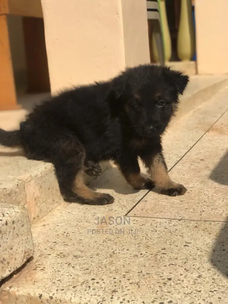 1-3 Month Male Purebred German Shepherd
