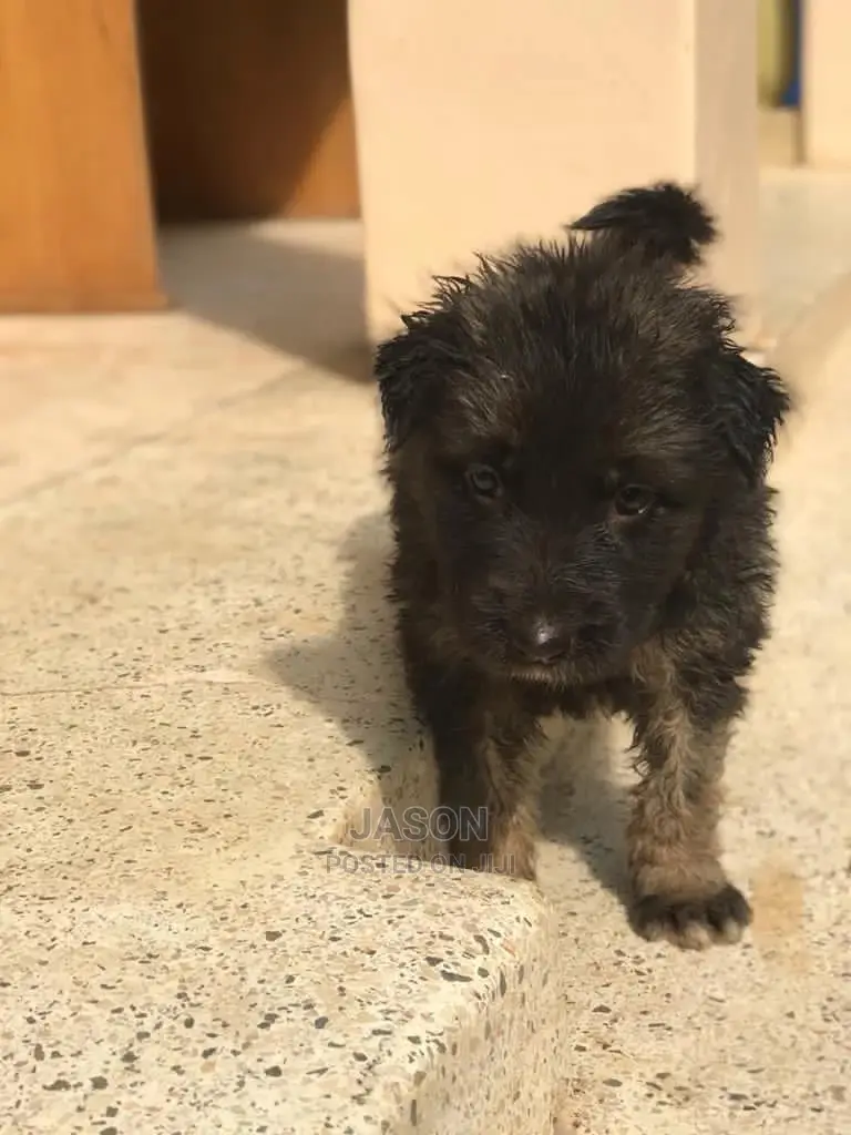 1-3 Month Male Purebred German Shepherd