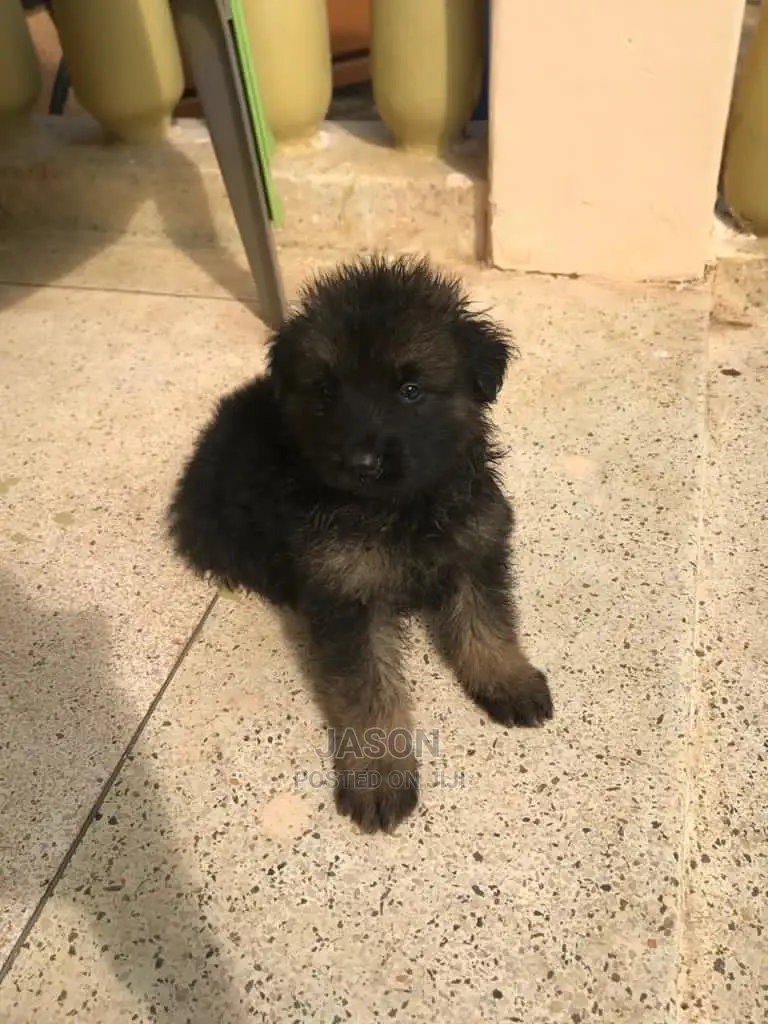 1-3 Month Male Purebred German Shepherd