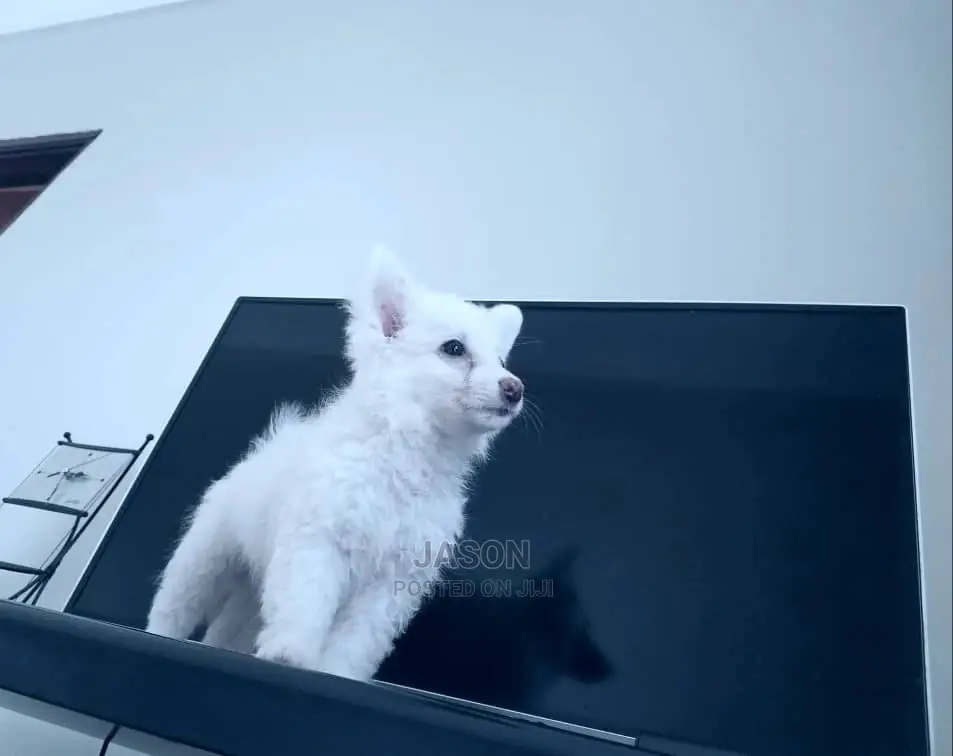 1-3 Month Male Purebred Japanese Spitz