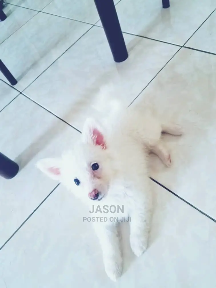 1-3 Month Male Purebred Japanese Spitz