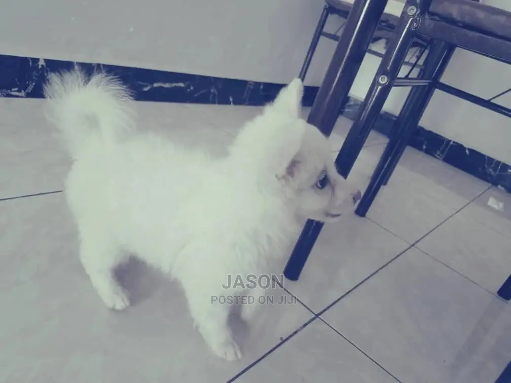 1-3 Month Male Purebred Japanese Spitz