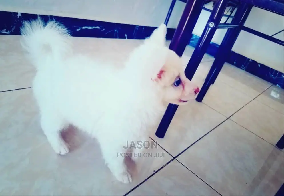1-3 Month Male Purebred Japanese Spitz