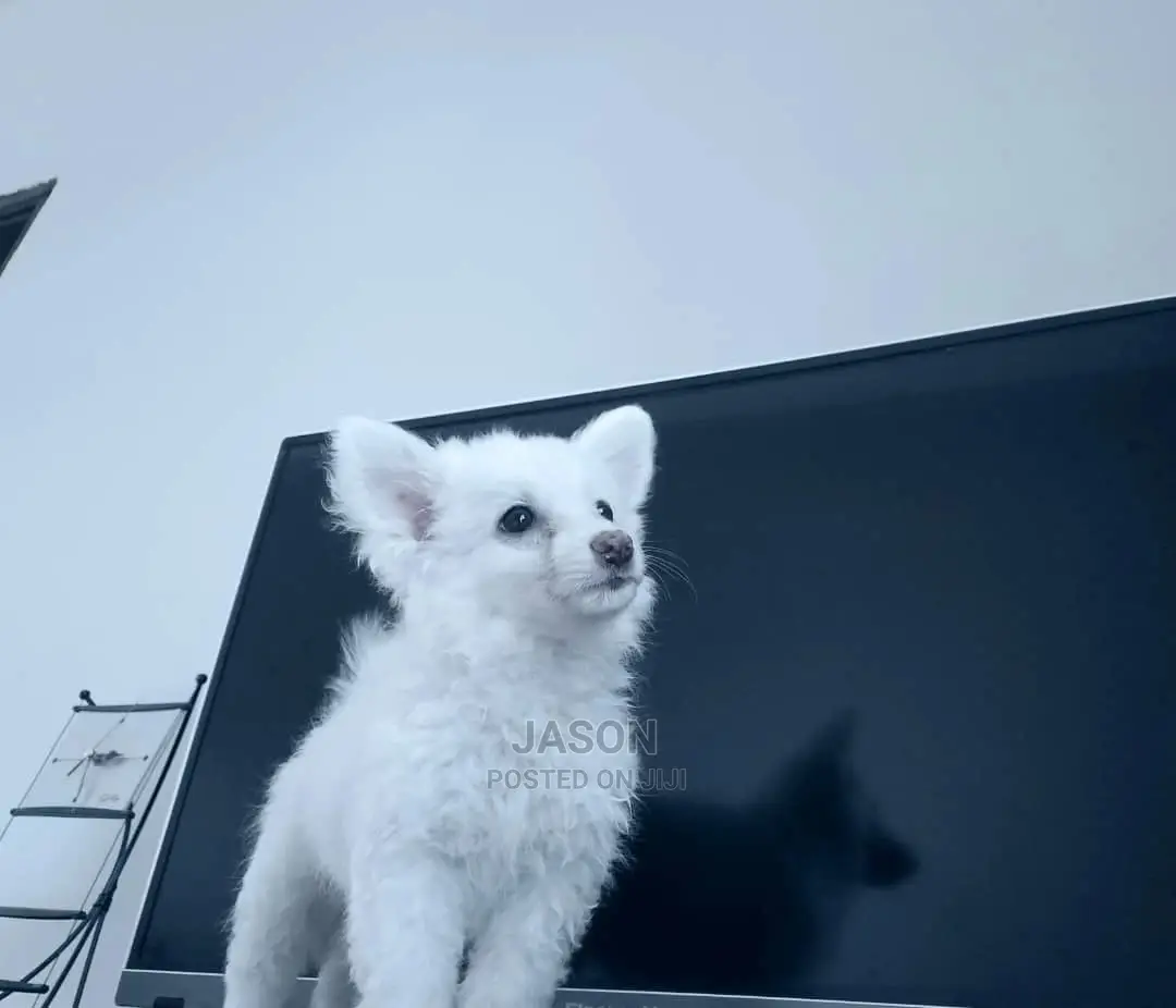1-3 Month Male Purebred Japanese Spitz
