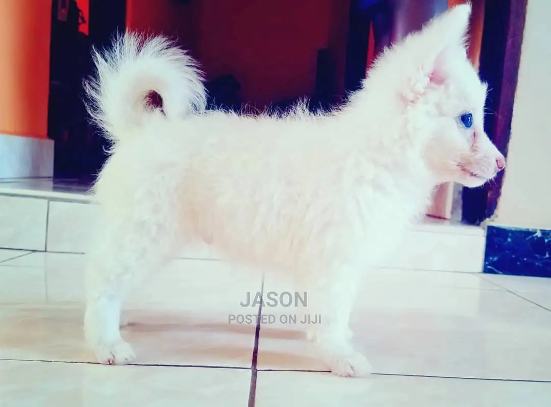 1-3 Month Male Purebred Japanese Spitz