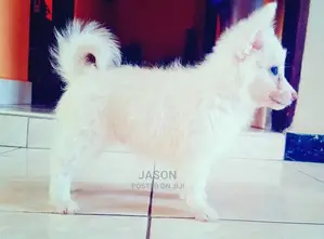 1-3 Month Male Purebred Japanese Spitz