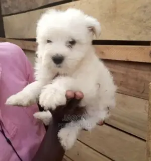 1-3 Month Male Purebred Maltese