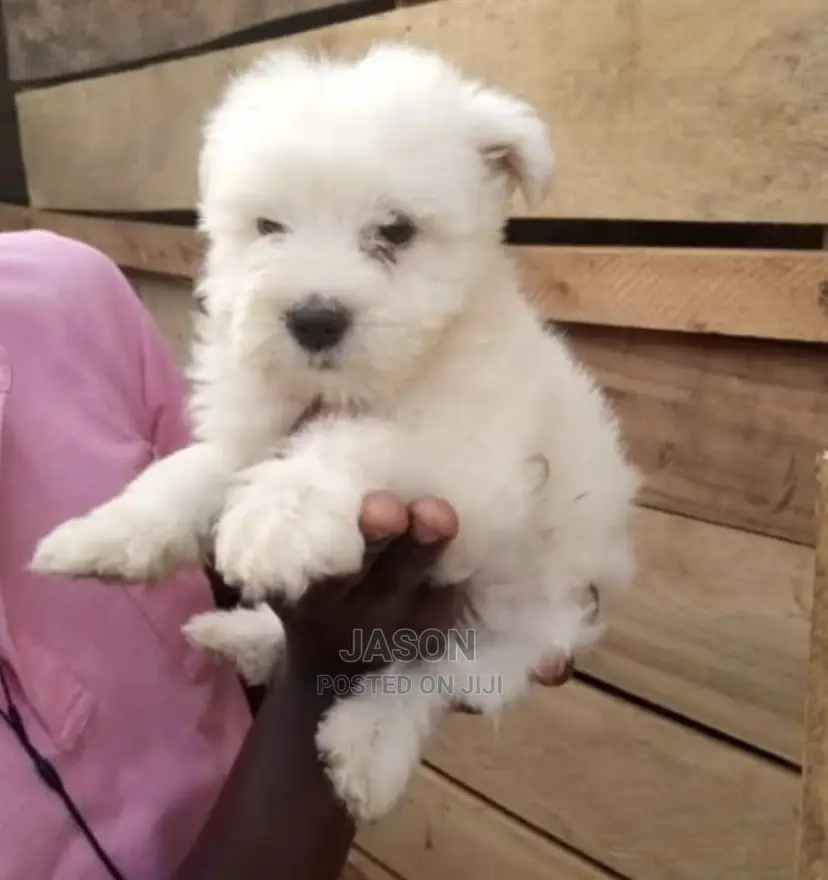 1-3 Month Male Purebred Maltese