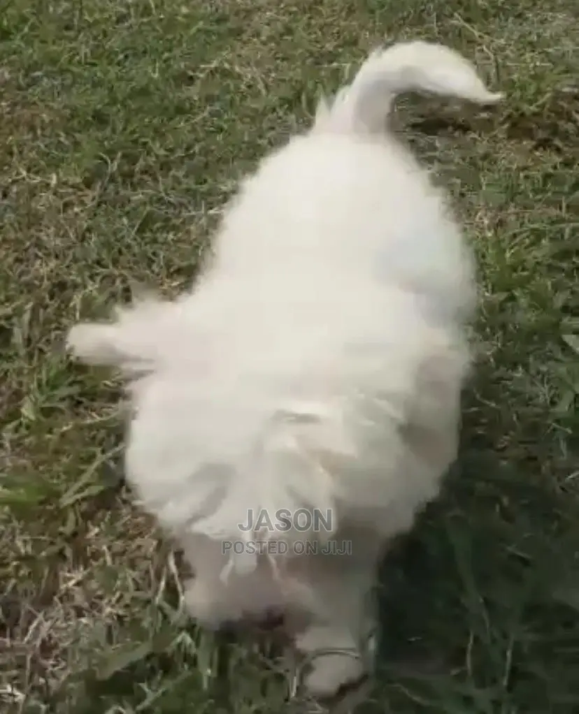 1-3 Month Male Purebred Maltese