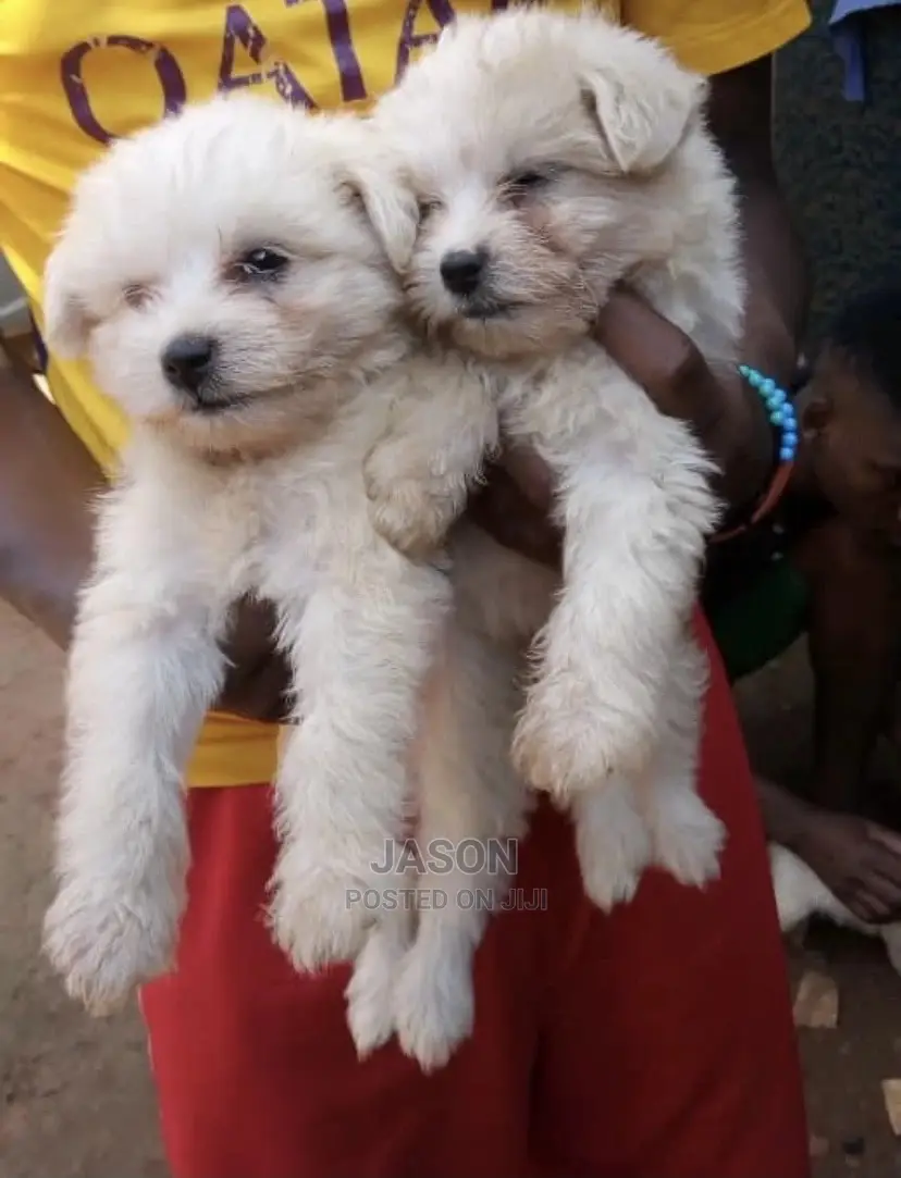 1-3 Month Male Purebred Maltese