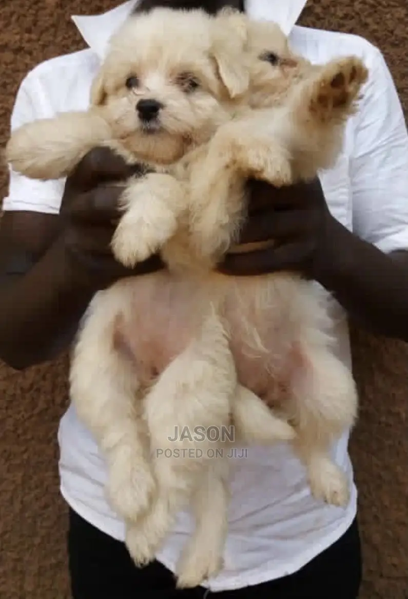 1-3 Month Male Purebred Maltese