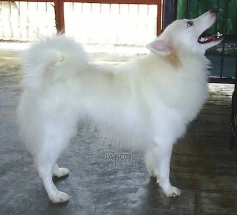 1-3 month Male Purebred Japanese Spitz