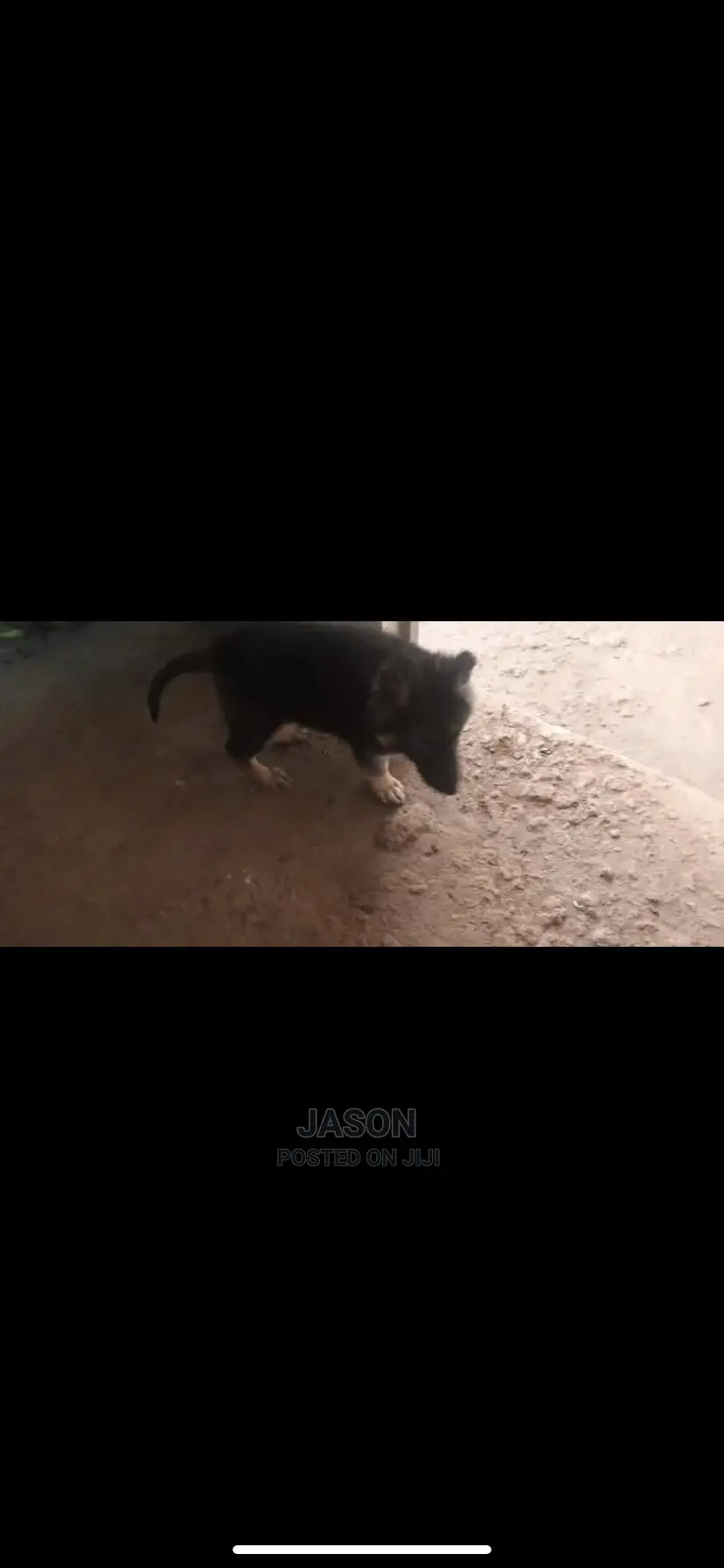 1-3 Month Male Purebred German Shepherd