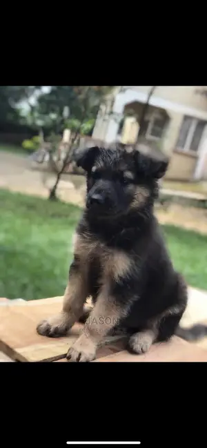 1-3 Month Male Purebred German Shepherd