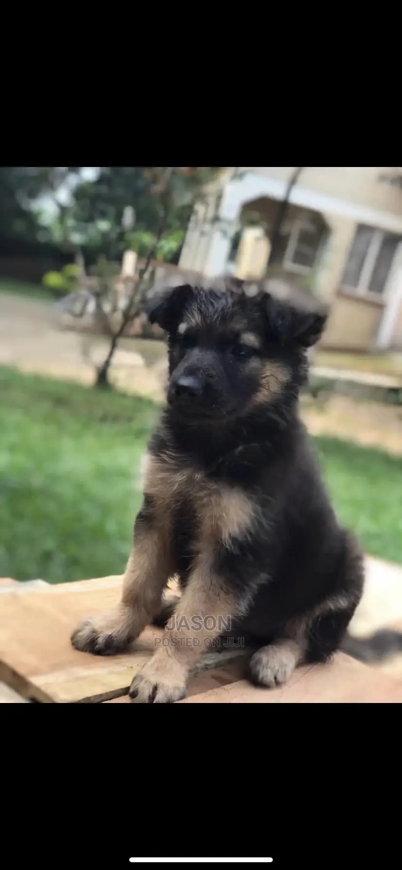 1-3 Month Male Purebred German Shepherd