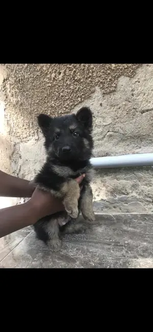 1-3 Month Male Purebred German Shepherd