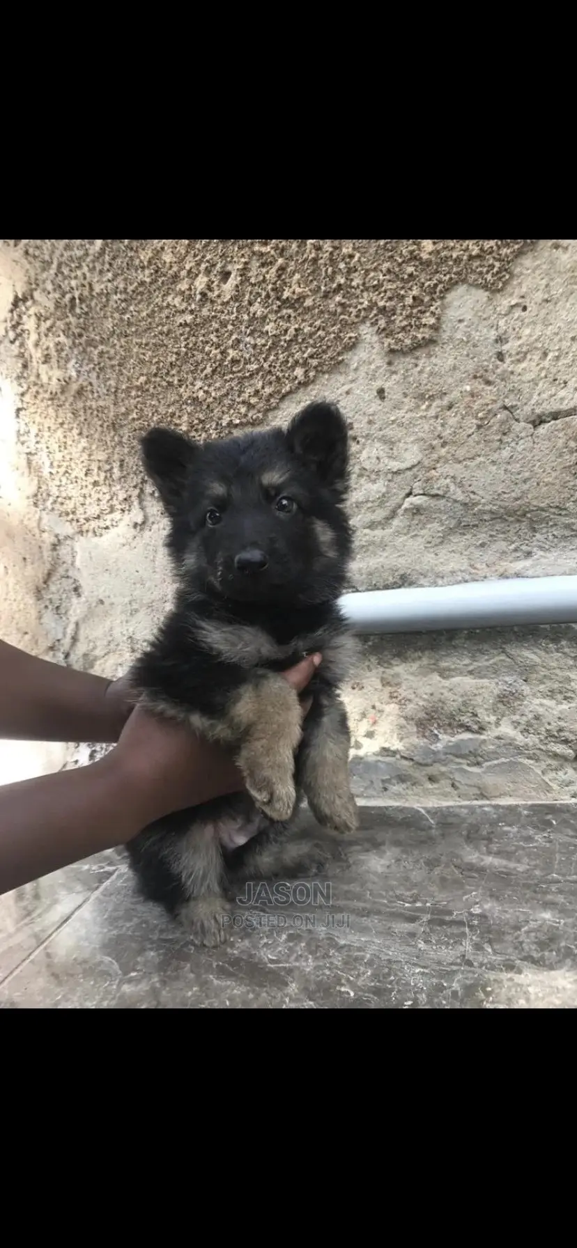 1-3 Month Male Purebred German Shepherd
