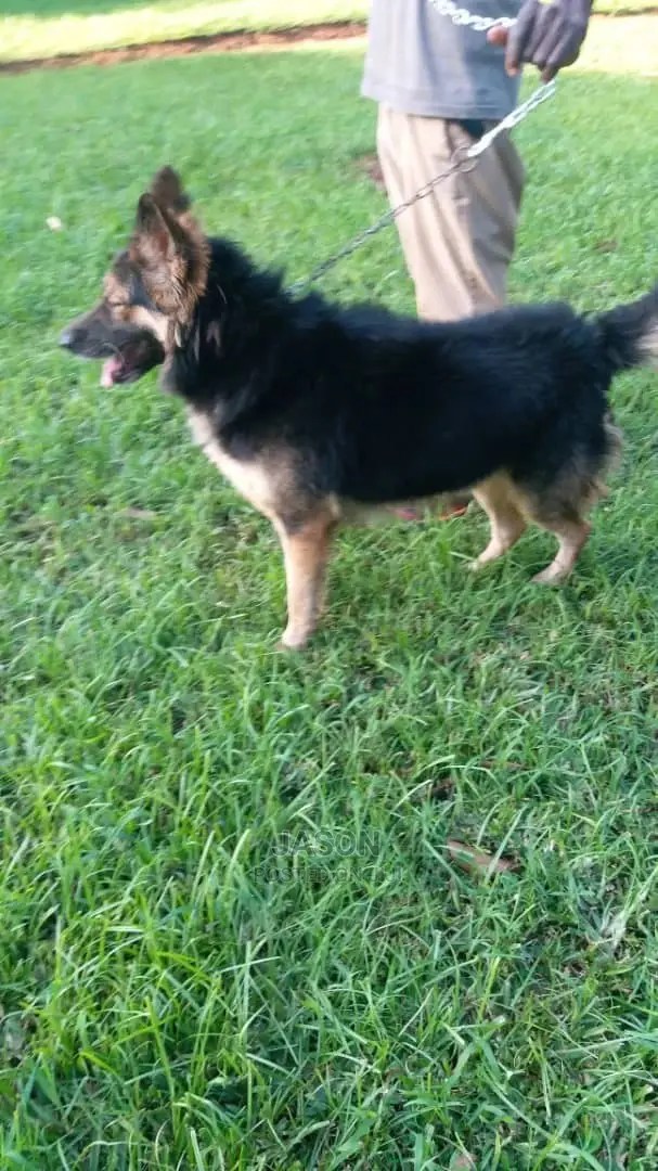 1-3 Month Male Purebred German Shepherd