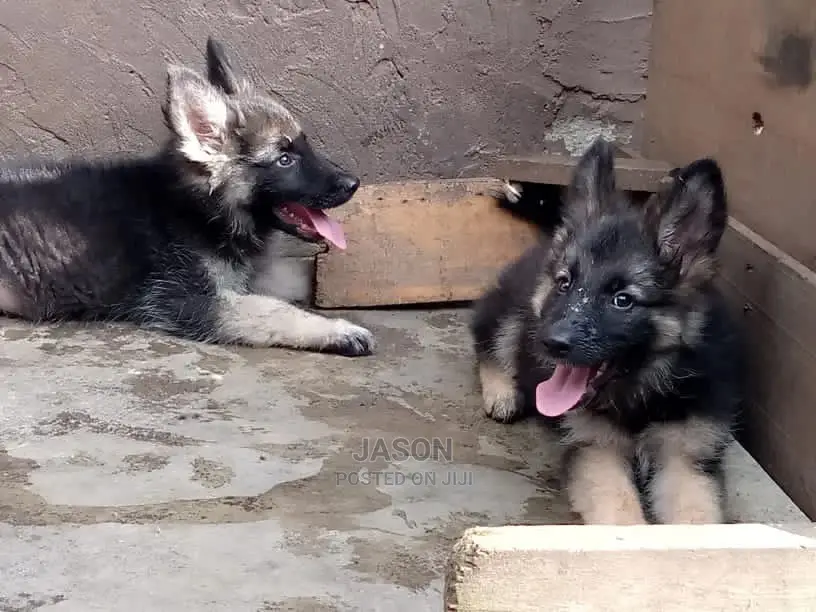1-3 Month Male Purebred German Shepherd