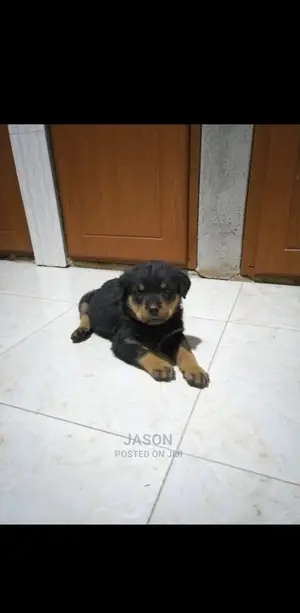 1-3 months Male Purebred Rottweiler