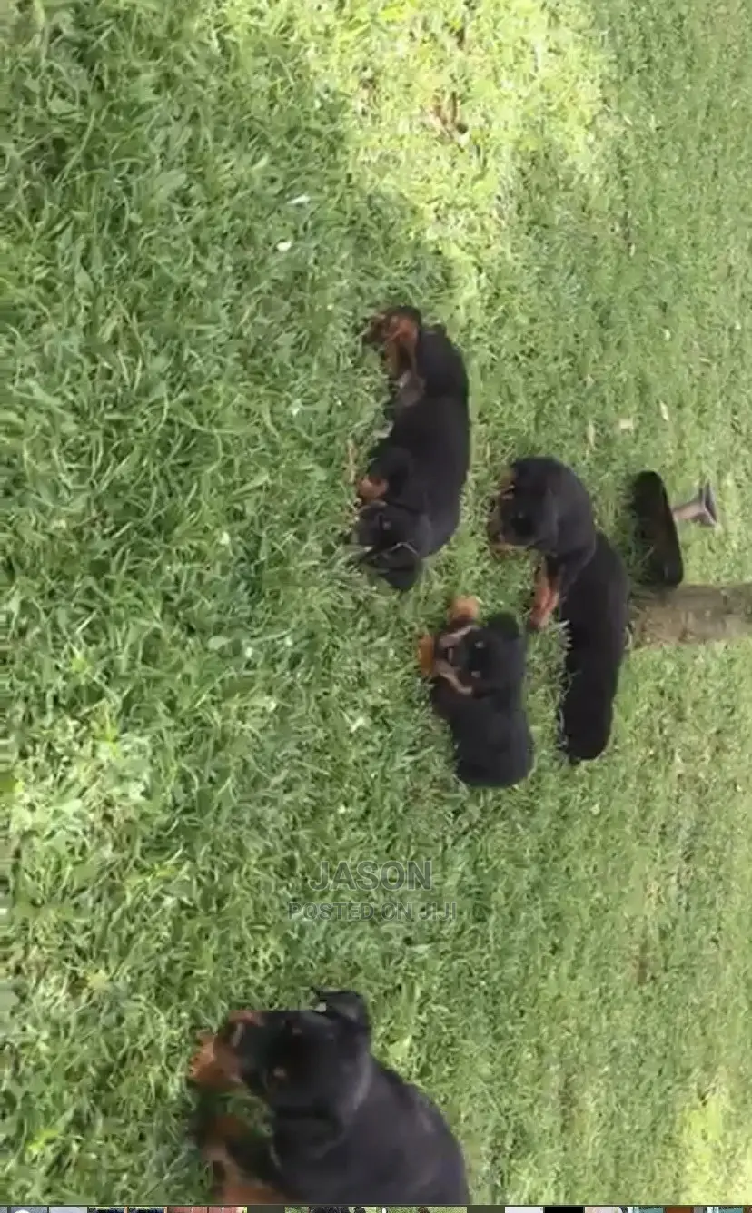 1-3 months Male Purebred Rottweiler