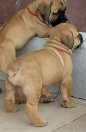 1-3 month Male Purebred Boerboel