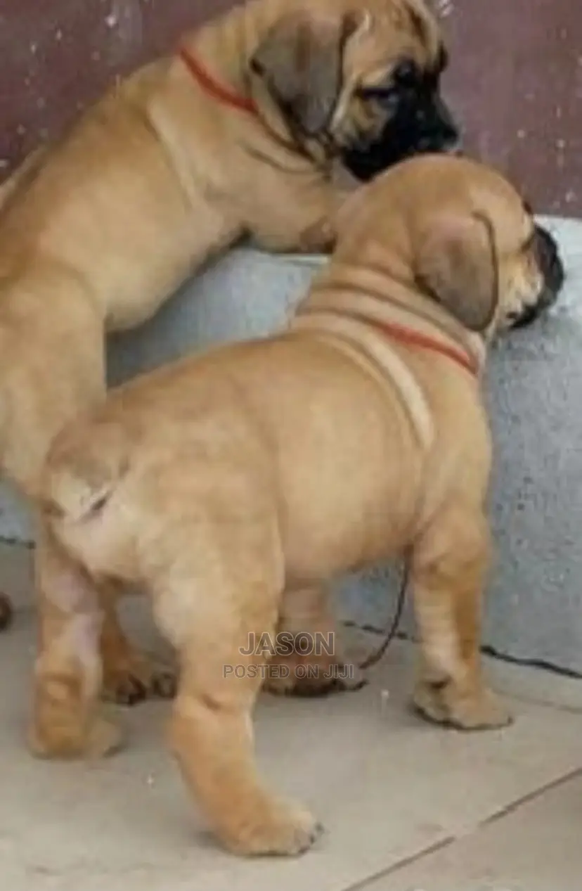 1-3 month Male Purebred Boerboel