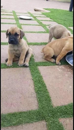1-3 month Male Purebred Boerboel