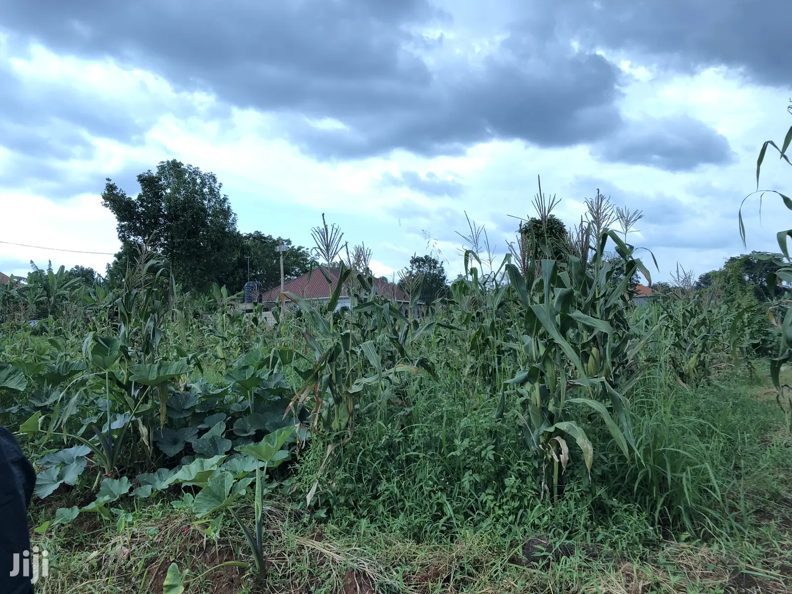 Quick Sale,Kira Titled Plot Close To Tarmack