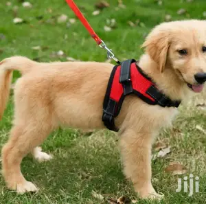 Pet Dog Soft Adjustable Harness