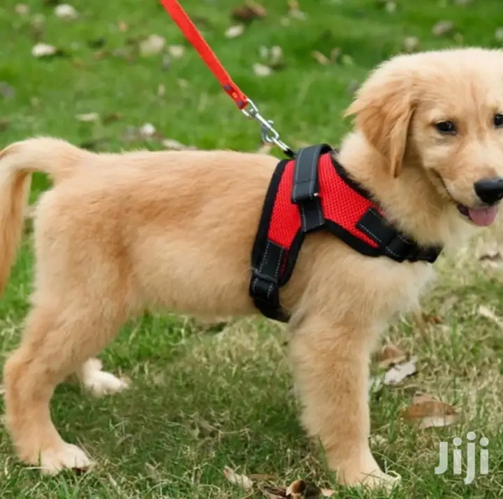 Pet Dog Soft Adjustable Harness