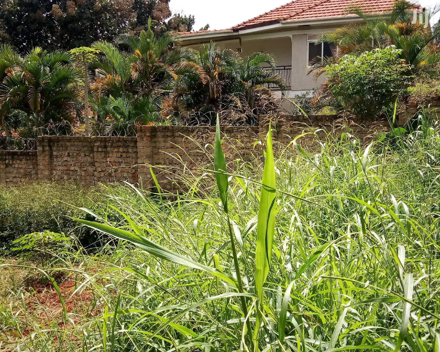 Naguru Plot Is for Sale