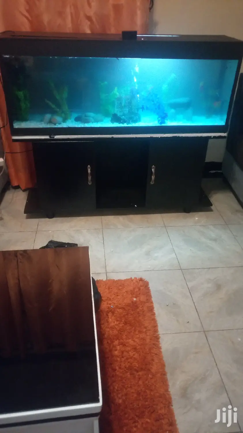 Beautiful Aquariums in All Shapes and Designs From Aqua 2000