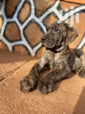3-6 Month Male Purebred Boerboel