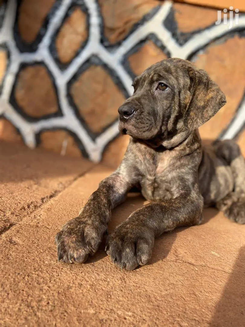 3-6 Month Male Purebred Boerboel
